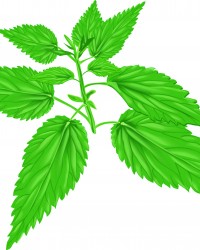 Nettle