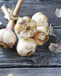 small bunch of fresh garlic