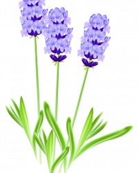 Lavender flowers (Lavandula). Vector illustration on white backg